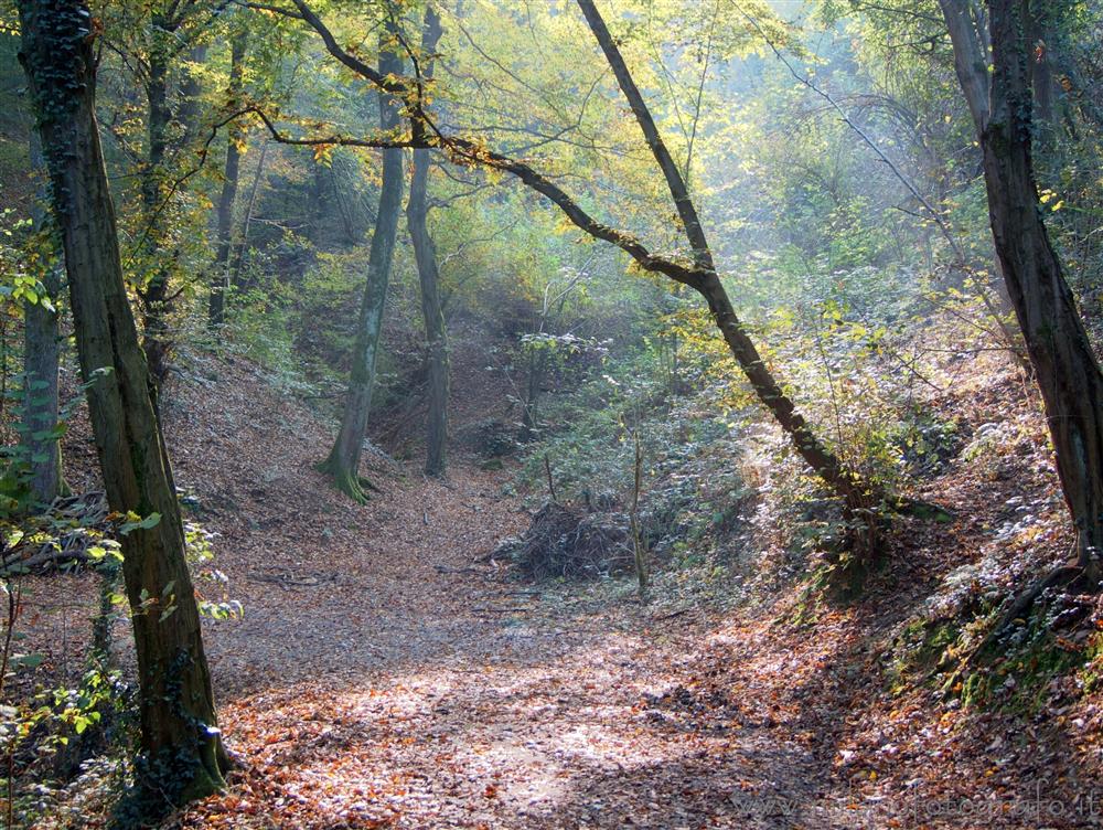 Montevecchia (Lecco, Italy) - Autumn lights in the woods